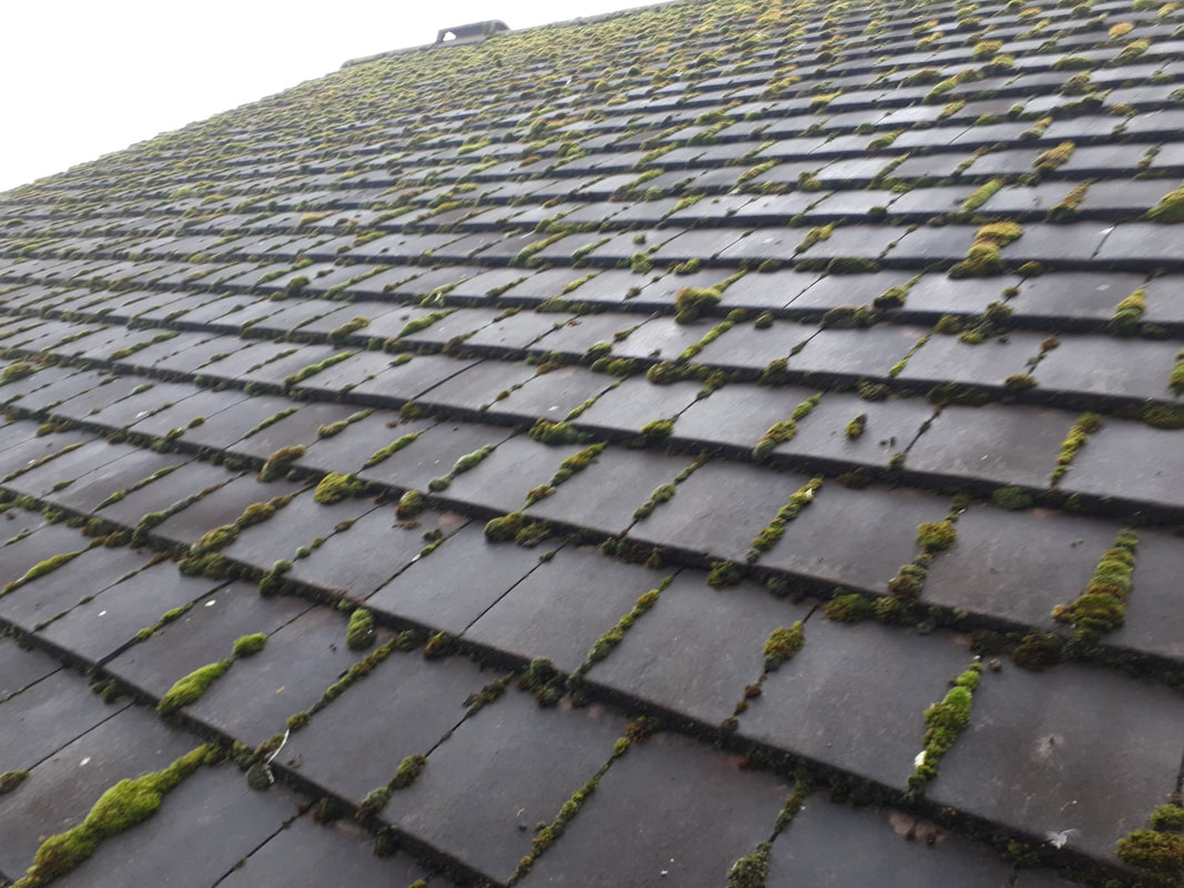 roof surface covered in moss