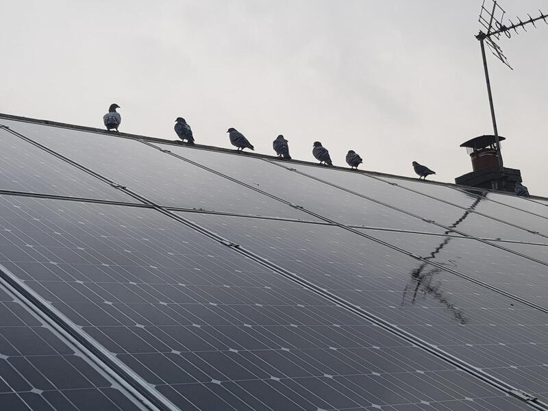 Before and after solar panel bird proofing