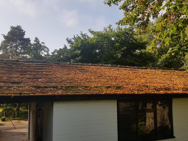 Roof covered in fallen leaves