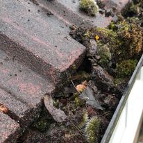 Mossy roof tiles above a gutter edge before cleaning