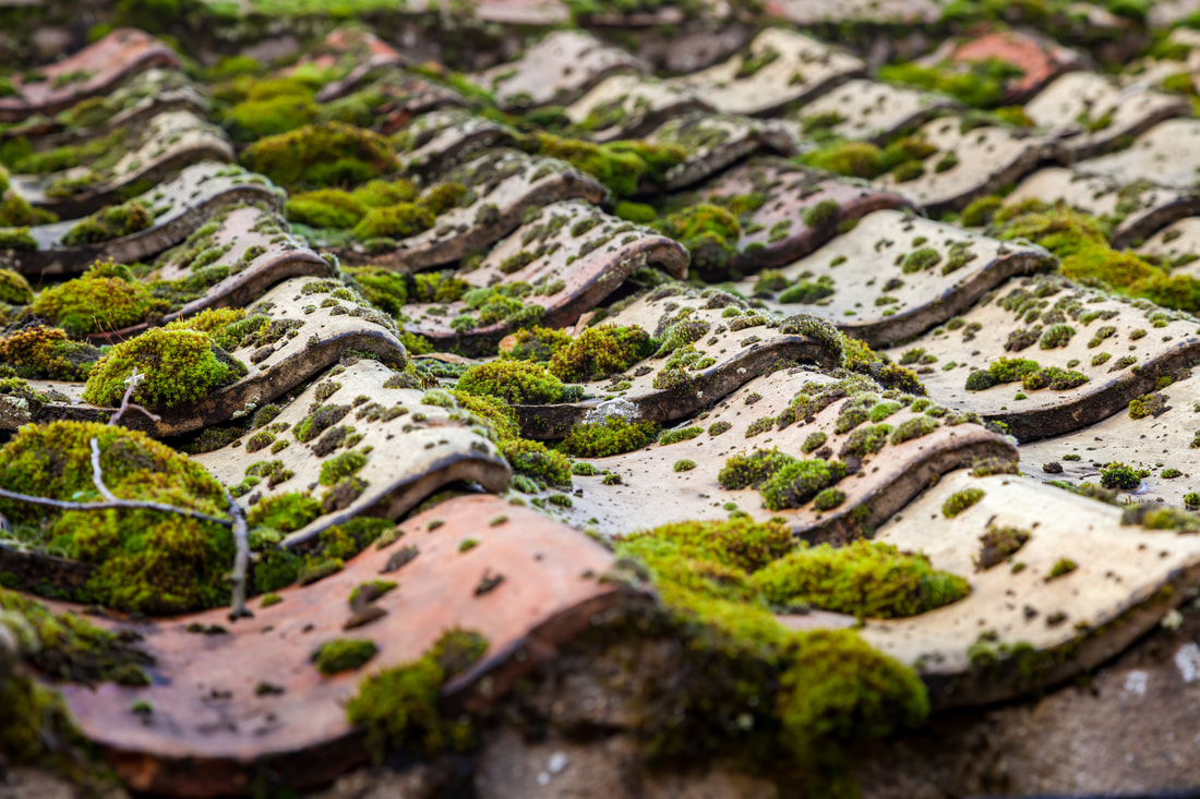 Moss growth on a Nottingham surface
