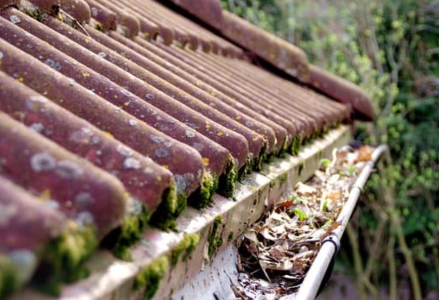 Moss damage on a surface