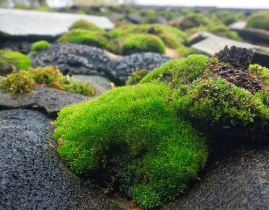 Moss removal roof cleaning in Mansfield, Nottinghamshire