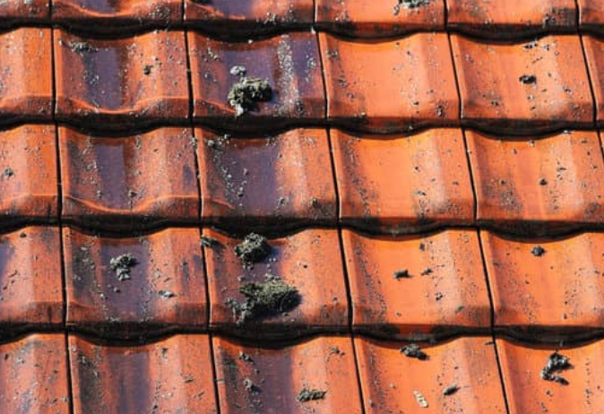Moss and algae roof cleaning in Derby