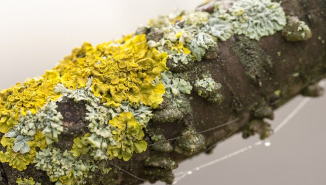 Lichen growth on roof tiles